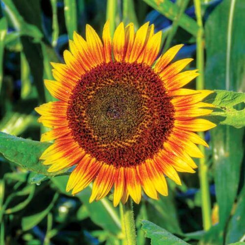 Photos from the Field: Mississippi Sunflower Lures Birds